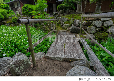 滋賀県守山市の大庄屋諏訪家屋敷に初夏を感じる涼しげな半夏生 滋賀県守山市の大庄屋諏訪家屋敷に初夏を感じる涼しげな半夏生 139783979