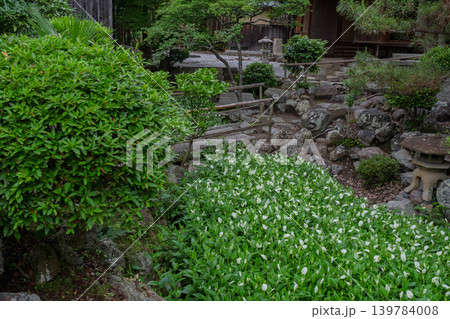 滋賀県守山市の大庄屋諏訪家屋敷に初夏を感じる涼しげな半夏生 139784008
