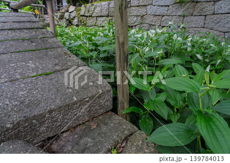 滋賀県守山市の大庄屋諏訪家屋敷に初夏を感じる涼しげな半夏生 139784013