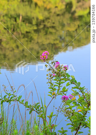 百日紅の花 八丁湖畔 埼玉県吉見町 百日紅の花 八丁湖畔 埼玉県吉見町 139784166