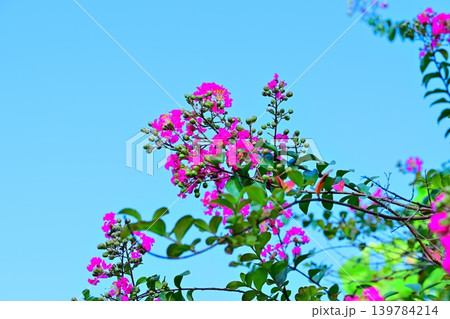 百日紅の花　八丁湖畔　埼玉県吉見町 139784214