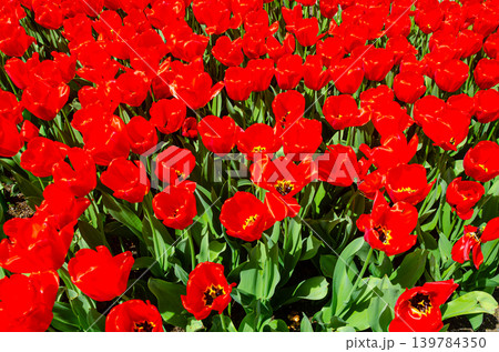 Vibrant tulip flowers in a garden during spring 139784350