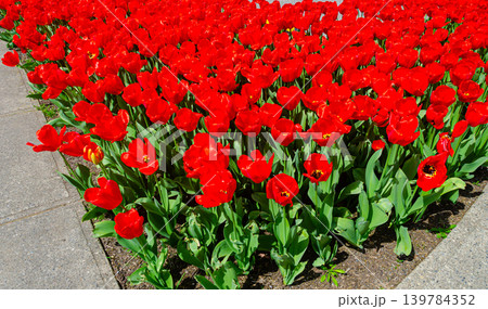 Vibrant tulip flowers in a garden during spring Vibrant tulip flowers in a garden during spring 139784352
