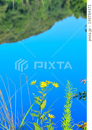キクイモの花　八丁湖畔　埼玉県吉見町 139784371