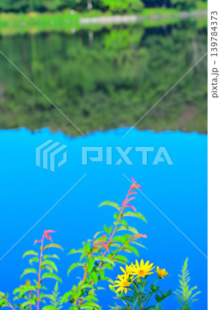 キクイモの花 八丁湖畔 埼玉県吉見町 キクイモの花 八丁湖畔 埼玉県吉見町 139784373