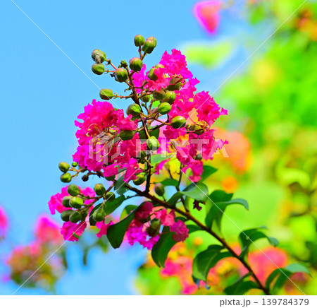 百日紅の花 八丁湖畔 埼玉県吉見町 百日紅の花 八丁湖畔 埼玉県吉見町 139784379