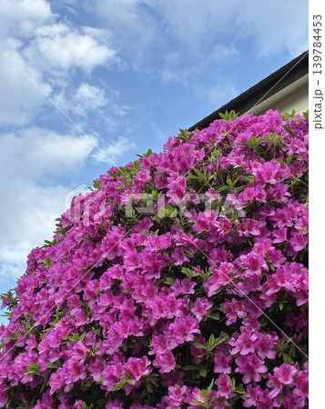 新緑の季節の青空と鮮やかなピンクのツツジの花 139784453