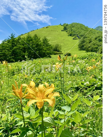 高原に咲くニッコウキスゲ 139784756