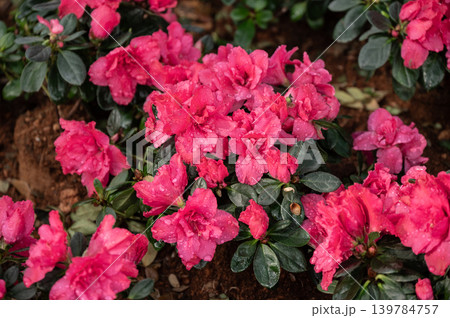 Close up of Azaleas flower blooming in the garden. Azaleas are flowering shrubs belonging to the genus Rhododendron, known for their showy, vibrant flowers. 139784757