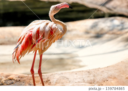 Close up flamingo in garden at thailand 139784865