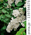 Elegant white bridal wreath blossoms pattern, spring spiraea bush texture 139784878