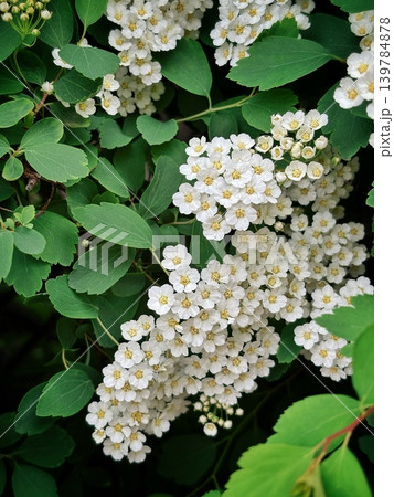 Elegant white bridal wreath blossoms pattern, spring spiraea bush texture Elegant white bridal wreath blossoms pattern, spring spiraea bush texture 139784878