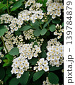 Blooming Spiraea Vanhouttei bush close-up, bridal wreath white flowers background 139784879