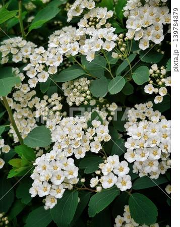 Blooming Spiraea Vanhouttei bush close-up, bridal wreath white flowers background Blooming Spiraea Vanhouttei bush close-up, bridal wreath white flowers background 139784879