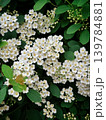 Blooming Spiraea Vanhouttei bush close-up, bridal wreath white flowers background 139784881
