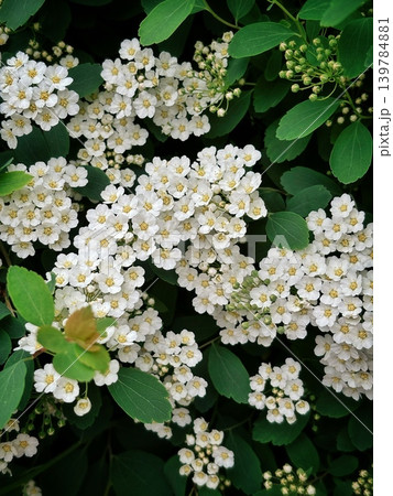 Blooming Spiraea Vanhouttei bush close-up, bridal wreath white flowers background Blooming Spiraea Vanhouttei bush close-up, bridal wreath white flowers background 139784881