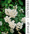 Blooming spiraea bush close-up, delicate white spring flowers with green foliage 139784883