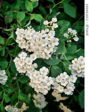 Blooming spiraea bush close-up, delicate white spring flowers with green foliage Blooming spiraea bush close-up, delicate white spring flowers with green foliage 139784883
