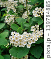 Blooming Spiraea Vanhouttei bush close-up, bridal wreath white flowers background 139784885