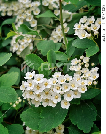 Blooming Spiraea Vanhouttei bush close-up, bridal wreath white flowers background Blooming Spiraea Vanhouttei bush close-up, bridal wreath white flowers background 139784885