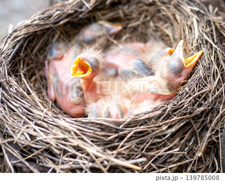 Fieldfare (Turdus pilaris) nest Fieldfare (Turdus pilaris) nest 139785008