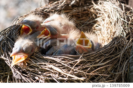 Fieldfare (Turdus pilaris) Fieldfare (Turdus pilaris) 139785009