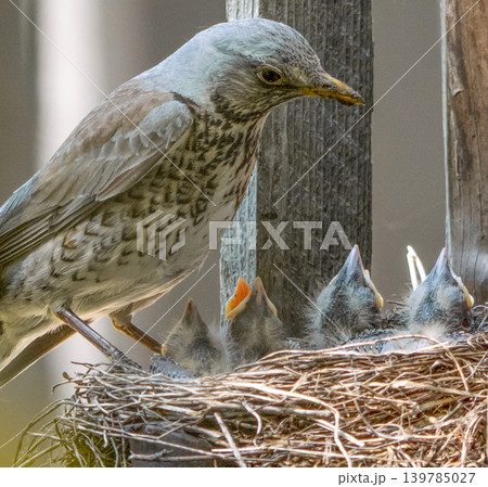 Fieldfare (Turdus pilaris) nest 139785027