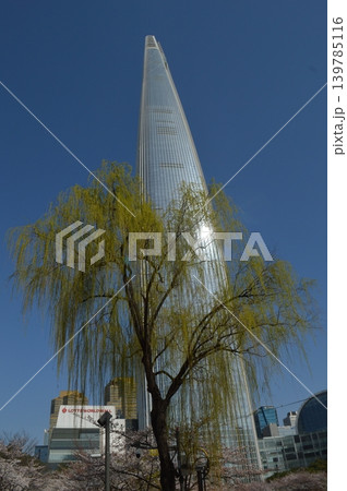韓国　ソウル蚕室　石村湖に咲く桜と高層ビル 139785116