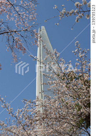 韓国 ソウル蚕室 石村湖に咲く桜と高層ビル 韓国 ソウル蚕室 石村湖に咲く桜と高層ビル 139785123