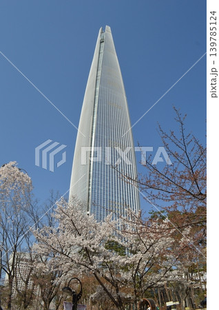 韓国　ソウル蚕室　石村湖に咲く桜と高層ビル 139785124