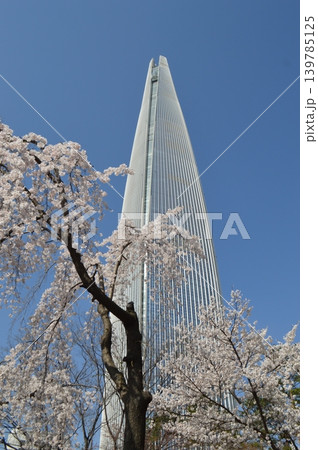 韓国 ソウル蚕室 石村湖に咲く桜と高層ビル 韓国 ソウル蚕室 石村湖に咲く桜と高層ビル 139785125