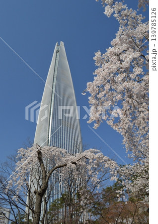 韓国 ソウル蚕室 石村湖に咲く桜と高層ビル 韓国 ソウル蚕室 石村湖に咲く桜と高層ビル 139785126