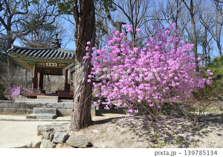 韓国　ソウル昌徳宮　春の花咲く秘宛（後宛）の風景 139785134