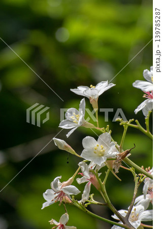 花 フラワー お花 139785287
