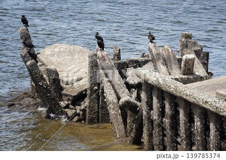 台場公園の遺構で羽を休めるカワウ(鵜)の群れと東京湾の水辺 台場公園の遺構で羽を休めるカワウ(鵜)の群れと東京湾の水辺 139785374