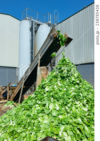 Large bunch of green lettuce leaves under conveyor outdoors 139785438