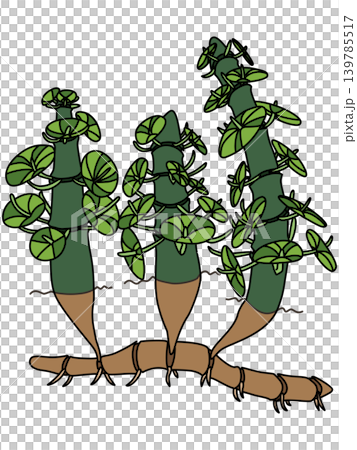 石炭紀のカラミテスのデフォルメイラスト 石炭紀のカラミテスのデフォルメイラスト 139785517