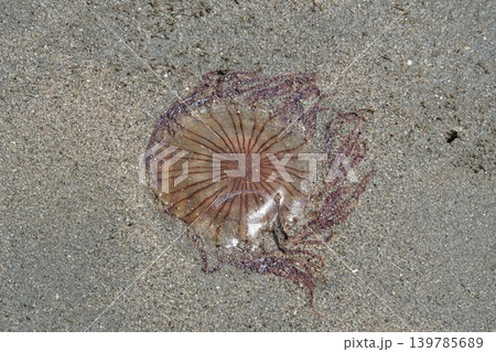 砂浜に打ち上げられた有毒のアカクラゲ クローズアップ(お台場海浜公園) 砂浜に打ち上げられた有毒のアカクラゲ クローズアップ(お台場海浜公園) 139785689