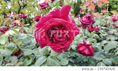 雨上がりの黒薔薇のバラ園 鶴舞公園/写真 雨上がりの黒薔薇のバラ園 鶴舞公園/写真 139785926