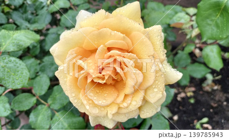 雨上がりのアプリコットな薔薇 鶴舞公園/写真 雨上がりのアプリコットな薔薇 鶴舞公園/写真 139785943