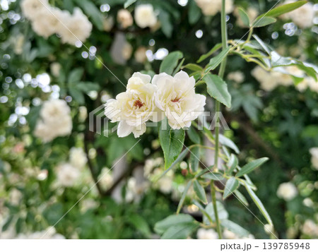 雨上がりの八重咲きの白い木香薔薇 鶴舞公園／写真 139785948