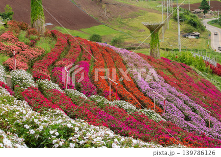 Beauty, Blossom, Color Image, Environment, Flower 139786126