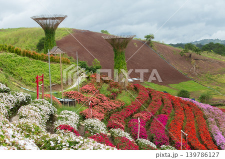 Beauty, Blossom, Color Image, Environment, Flower Beauty, Blossom, Color Image, Environment, Flower 139786127