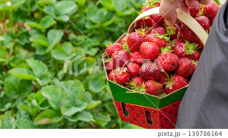 Hand holding a basket filled with freshly picked strawberries surrounded by lush green strawberry plants in a vibrant farm setting Hand holding a basket filled with freshly picked strawberries surrounded by lush green strawberry plants in a vibrant farm setting 139786164