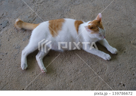 the cat is lying on the floor the cat is lying on the floor 139786672