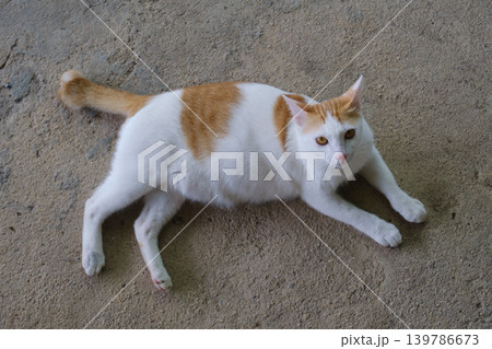 the cat on the wall the cat on the wall 139786673