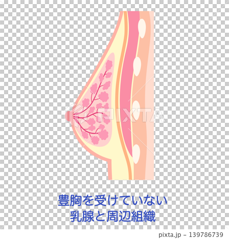 乳房橫切面圖,顯示未進行隆乳手術的乳房和周圍組織。 乳房橫切面圖,顯示未進行隆乳手術的乳房和周圍組織。 139786739