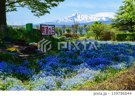 春　残雪の鳥海山とネモフィラ咲く丘　秋田県 139786844
