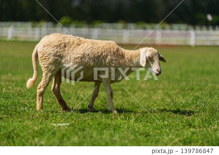 sheep walking in grass field sheep walking in grass field 139786847