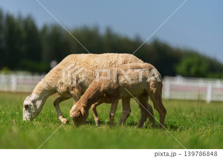 sheep on the meadow eating grass on field sheep on the meadow eating grass on field 139786848